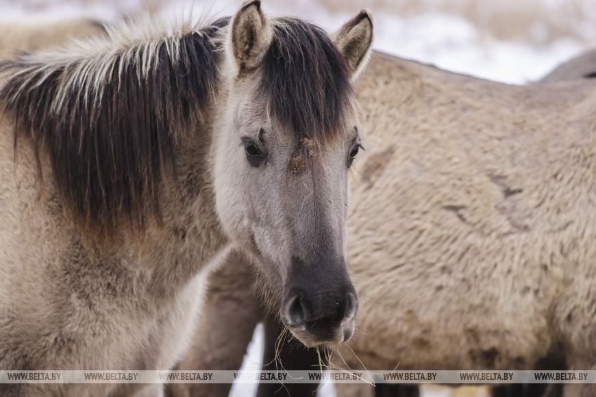 В заказнике «Споровский» туристам планируют показывать тарпанов и туров на вольном выпасе