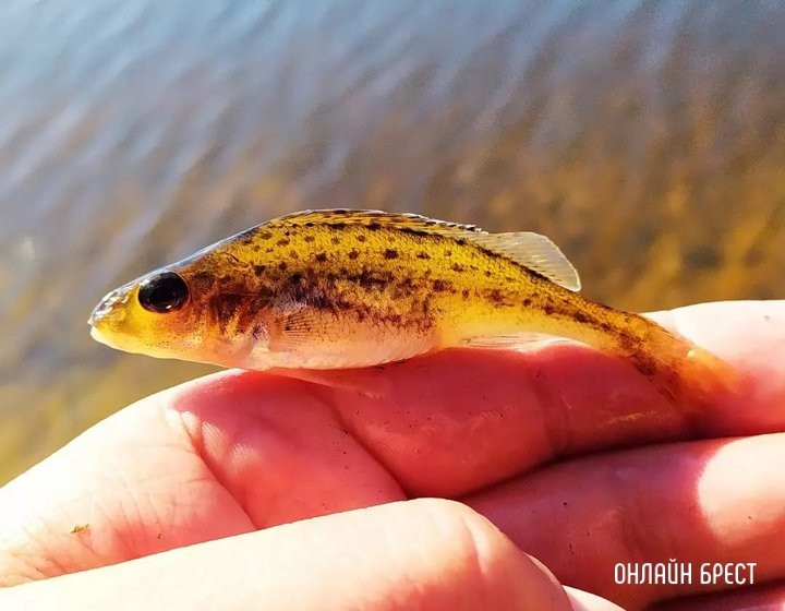 Фото носит иллюстративный характер