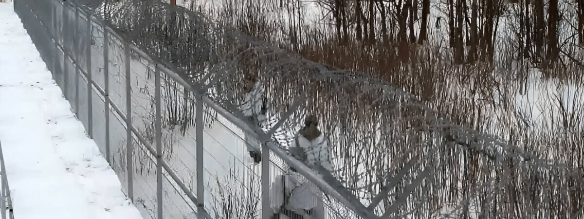 В Литве заявили, что вооруженные офицеры из Беларуси перешли границу. Что известно? — Видео