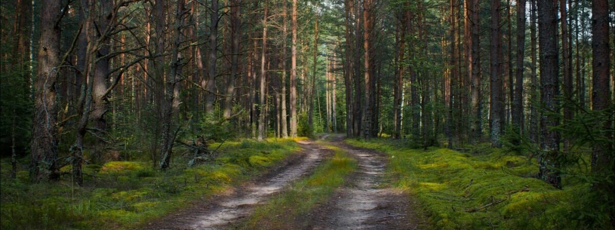 В Беларуси впервые в 2024 году запретили посещение лесов. В каком районе?
