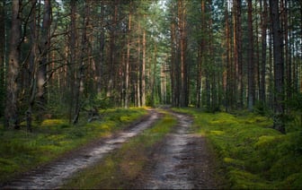 В Беларуси впервые в 2024 году запретили посещение лесов. В каком районе?