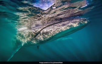 Величественные Морские Киты Вновь Появляются В Водах Аргентины Спустя Столетие