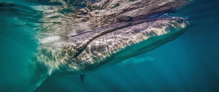 Величественные Морские Киты Вновь Появляются В Водах Аргентины Спустя Столетие