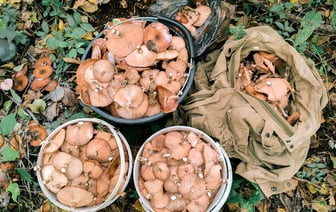 Грибники пожаловались на исчезновение грибов под Могилёвом. А где в Беларуси объявили новую волну? — Фото