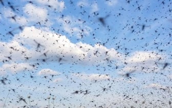 Предупреждение о начале сезона кровососущих мошек в Бресте