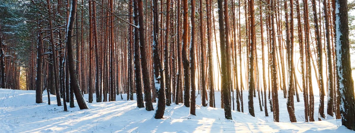 Латвия обязала до 31 октября вывезти из страны машины с белорусскими номерами
