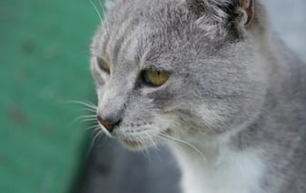 Власти решили отказаться от чипирования собак и кошек. В чем причина