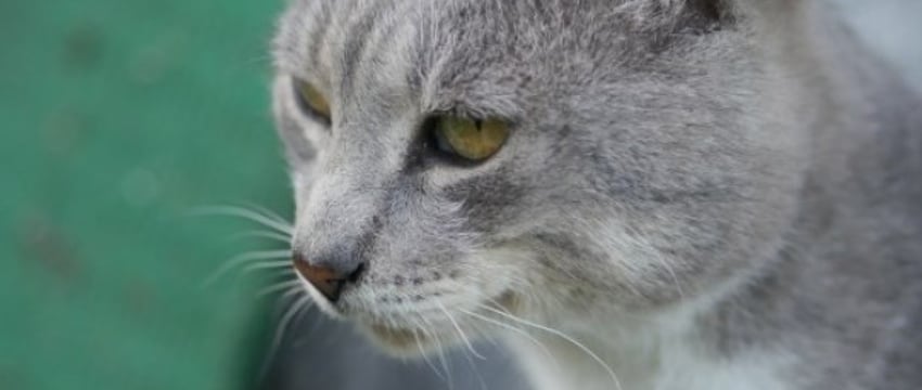 Власти решили отказаться от чипирования собак и кошек. В чем причина