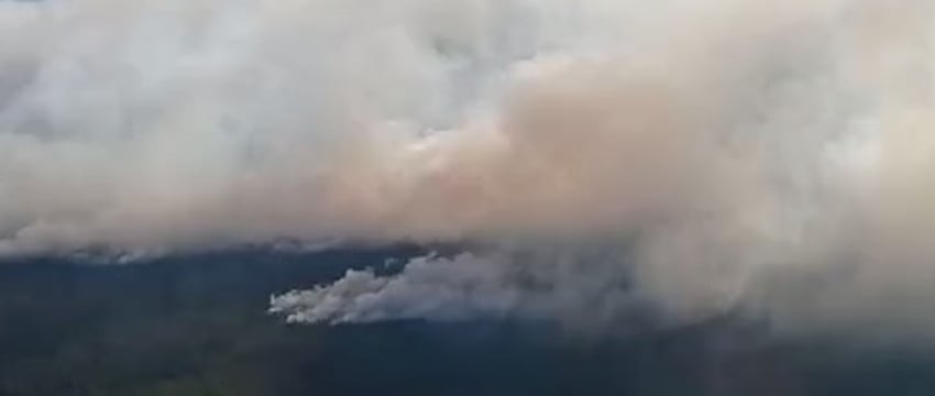 На Полесье тушат крупный лесной пожар − смотрите видео