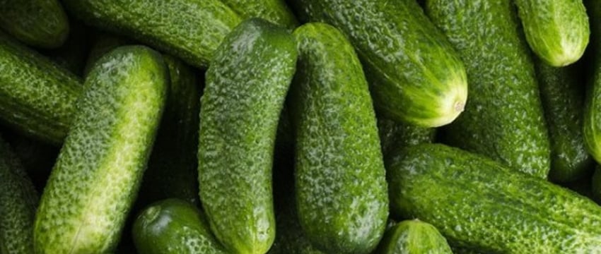 Поставки овощей в Брестскую область