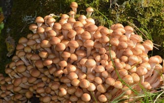 Когда в Беларуси массово пойдут грибы осенью 2024 года? Эксперты назвали 3 главных фактора и дали прогноз — Полезно