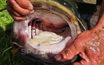 Гигантский сом на Западной Двине