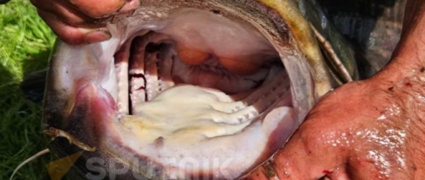 Гигантский сом на Западной Двине