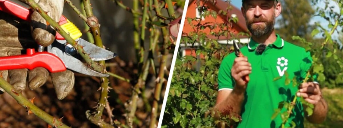 Как обрезать розу в октябре? Садовод показал, что сделать с побегами, чтобы получить бесплатные саженцы — Полезно
