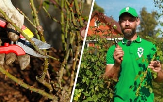 Как обрезать розу в октябре? Садовод показал, что сделать с побегами, чтобы получить бесплатные саженцы — Полезно