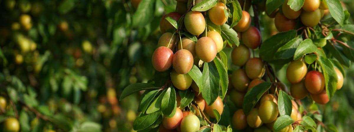 В Беларуси подписан указ о страховании урожая сельхозкультур, скота и птицы в 2025 году