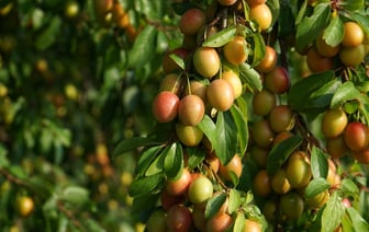 В Беларуси подписан указ о страховании урожая сельхозкультур, скота и птицы в 2025 году