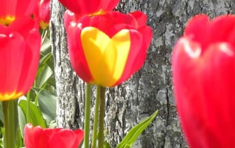 Удивительный тюльпан с рисунком сердца
