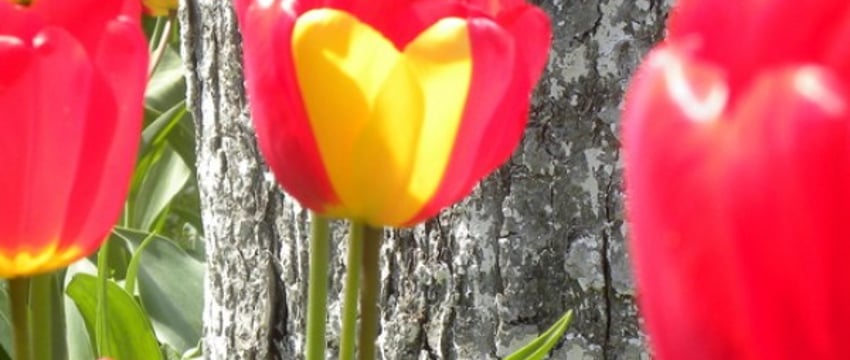 Удивительный тюльпан с рисунком сердца