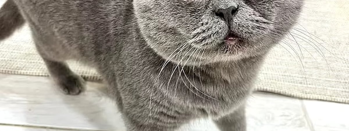 Кот Федя стал кумиром 300 тыс подписчиков. Чем удивил? — Видео