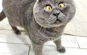 Кот Федя стал кумиром 300 тыс подписчиков. Чем удивил? — Видео