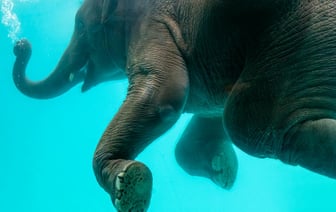 Десантный корабль российского флота потопили морские дроны