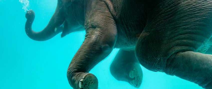 Десантный корабль российского флота потопили морские дроны