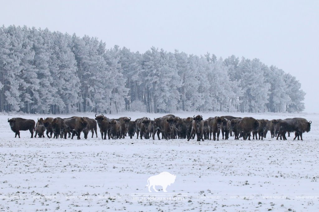 Сколько туристов посетили Беловежскую Пущу за 2023 год
