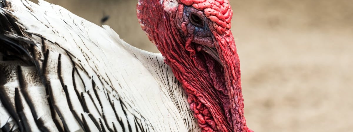 Турция намерена создать противоракетную систему "Стальной купол"