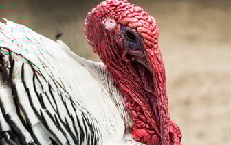 Турция намерена создать противоракетную систему "Стальной купол"