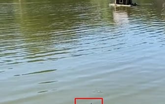 В водоемах парка Бреста заметили красноухих черепах