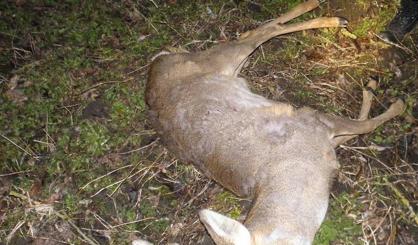 Бросил добычу и авто: мужчина, застрелив косулю, пытался скрыться под Пинском