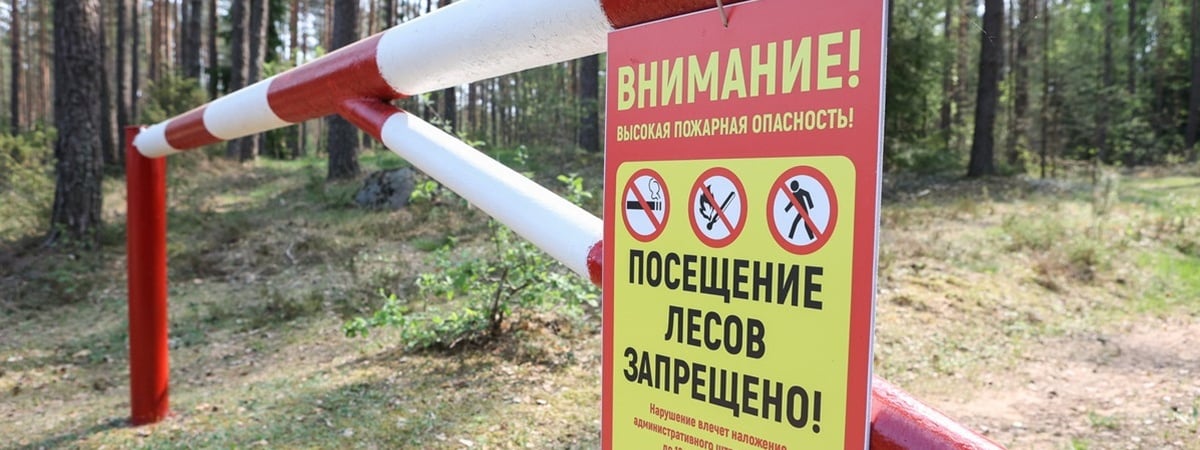 Минлесхоз ввёл первые запреты и ограничения на посещение лесов. Где и за что белорусам грозит штраф до 1260 рублей?