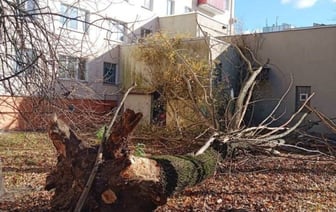 В Бресте дерево упало на здание