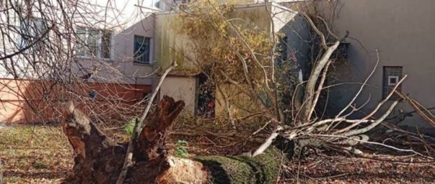 В Бресте дерево упало на здание