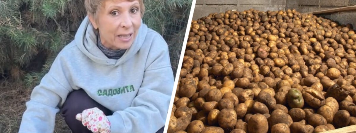 Эксперт показала белорусам «совершенно бесплатный» способ продлить жизнь картошки в погребе. За чем сходить в лес? — Видео