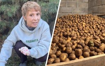 Эксперт показала белорусам «совершенно бесплатный» способ продлить жизнь картошки в погребе. За чем сходить в лес? — Видео