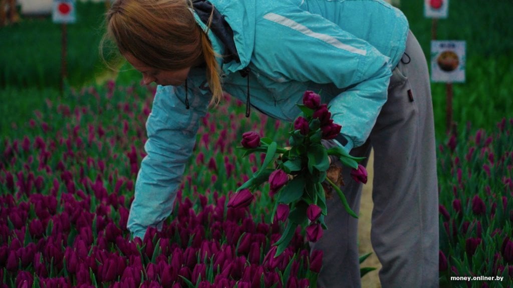 Как парень из Брестской области делает бизнес на тюльпанах