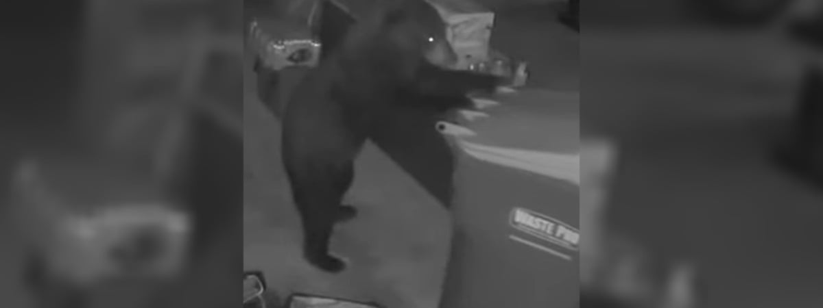 Камера видеонаблюдения сняла, как медведь ловко украл мусорный бак — Видео