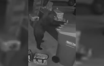 Камера видеонаблюдения сняла, как медведь ловко украл мусорный бак — Видео