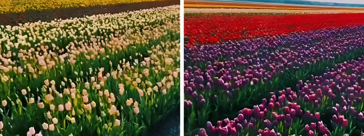 «Белорусская Голландия» — В TikTok показали поле из тюльпанов на Брестчине. Пользователи не поверили — Видео