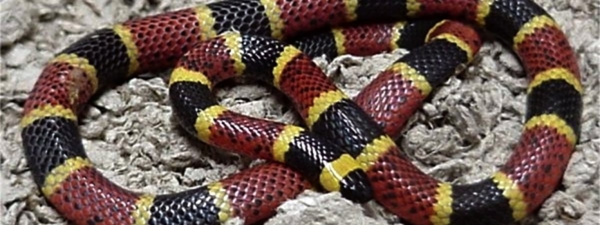 В Московском зоопарке змея укусила за палец зоотехника из Беларуси. Мужчина умер