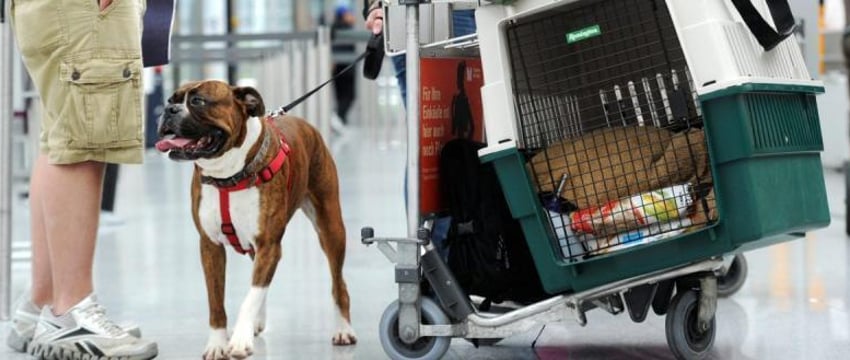 Ужесточение требований к ввозу животных из Беларуси и России в Евросоюз