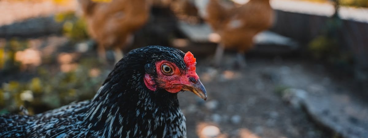 Замглавы администрации Лукашенко рассказала, что в 2022 году 77% помилованных были по протестным статьям