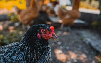 Замглавы администрации Лукашенко рассказала, что в 2022 году 77% помилованных были по протестным статьям