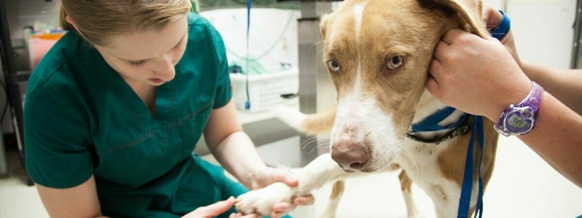 Учёные выяснили, что дизайнерские породы собак наиболее подвержены укусам клещей