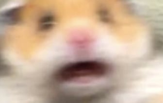 Организаторы Hamster Kombat раздали монеты. Сколько получили пользователи «тапалки»