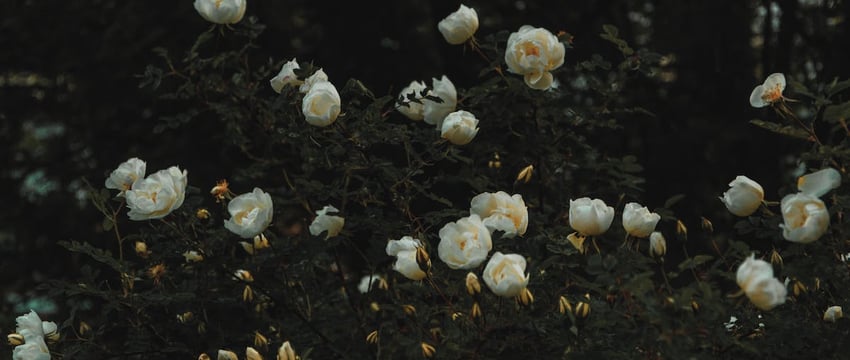 Украинцы показали, как выглядит граница с Беларусью в районе Чернобыльской зоны