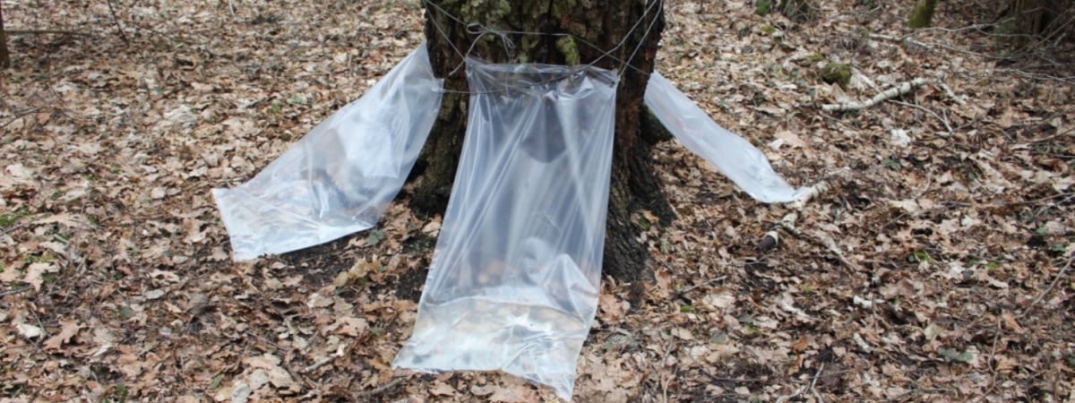 В Гродно начинают продажу березового сока — сколько стоит литр напитка