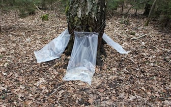 В Гродно начинают продажу березового сока — сколько стоит литр напитка